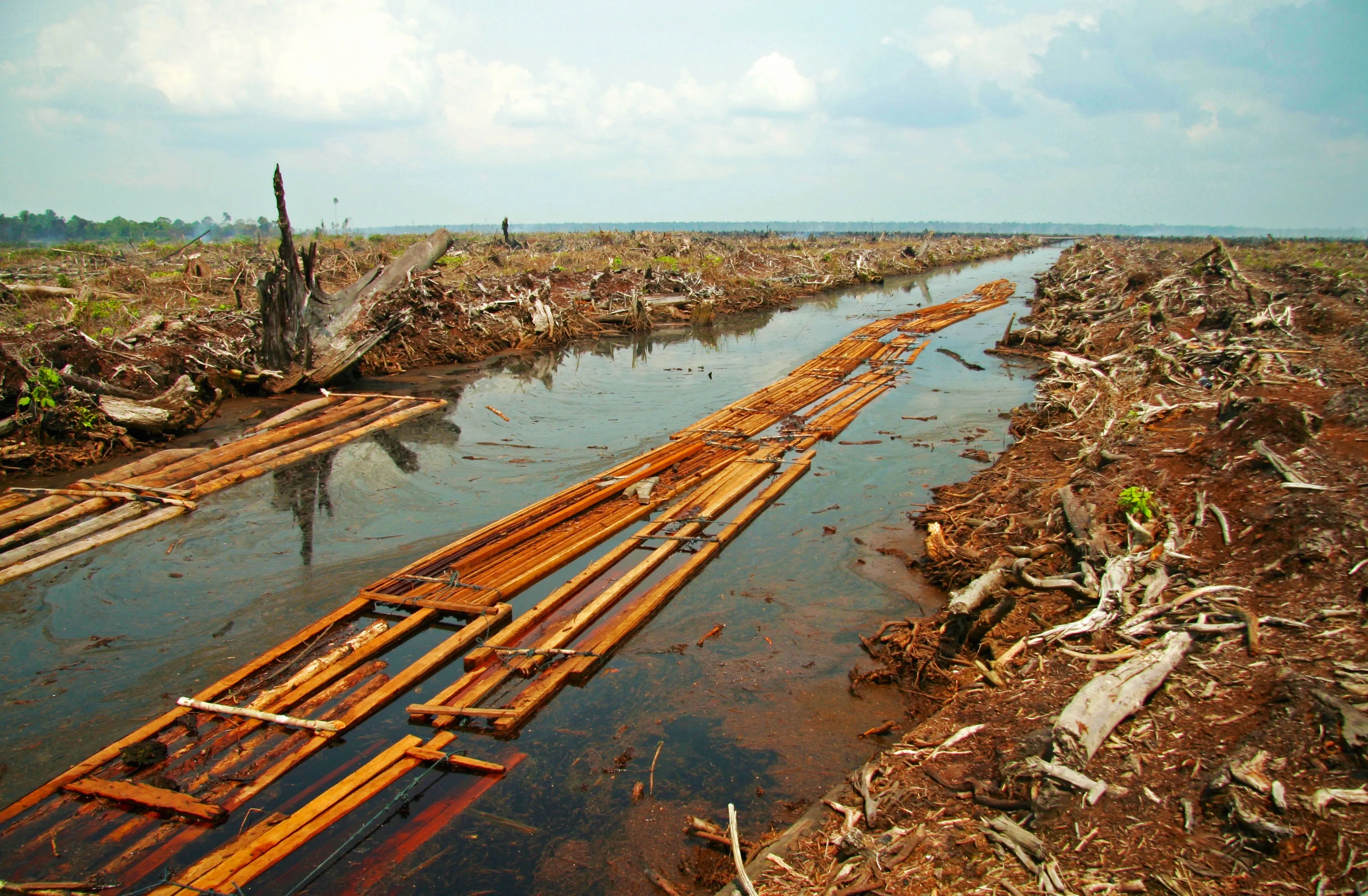 Lahan gambut gundul di Riau dengan sisa batang kayu