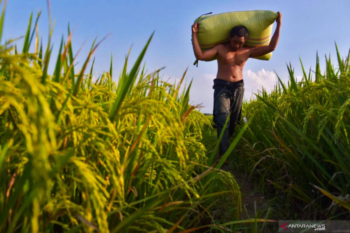 pria yang sedang memanggul gabah