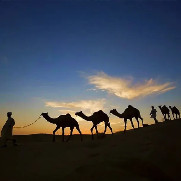 Ilustrasi Karavan Unta